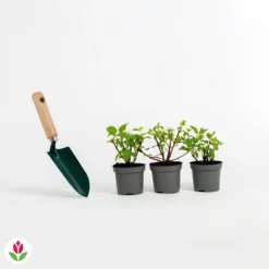 3 Fuchsias Résistants Au Gel Annabel 7 3 Fuchsias Résistants Au Gel Annabel -Tigeobleu Soldes Magasin 001838 wil qlz 001838 1 1704808947937