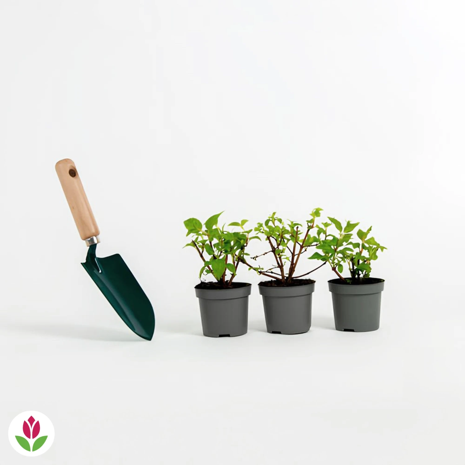 3 Fuchsias Résistants Au Gel Annabel 4 3 Fuchsias Résistants Au Gel Annabel – Image 4