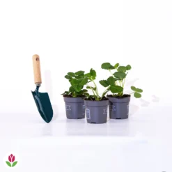 3 Fraisiers Remontants à Fleurs Roses Toscana 7 3 Fraisiers Remontants à Fleurs Roses Toscana -Tigeobleu Soldes Magasin 005240 wil qlp 005240 1 1705057941762