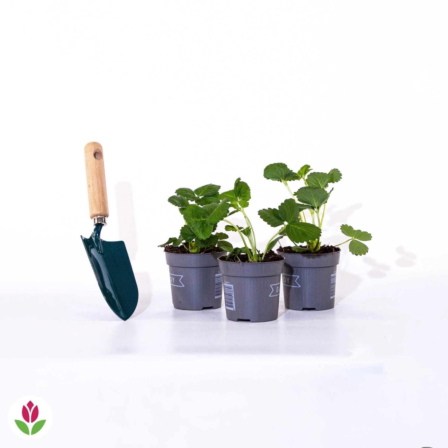 3 Fraisiers Remontants à Fleurs Roses Toscana 4 3 Fraisiers Remontants à Fleurs Roses Toscana – Image 4