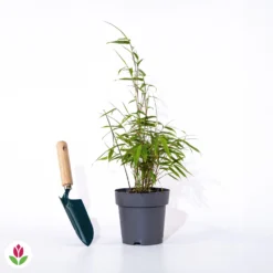 Bambou à Cannes Rouges Non-traçant 7 Bambou à Cannes Rouges Non-traçant -Tigeobleu Soldes Magasin 005863 wil QLZ 65447 1 1703082153760