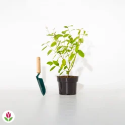 Céanothe Marie Simon -Tigeobleu Soldes Magasin 007397 wil qlh 100433 4 1706612690866