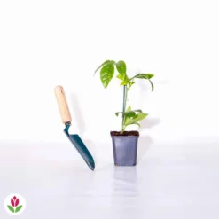 Fruit De La Passion Frederick 9 Fruit De La Passion Frederick -Tigeobleu Soldes Magasin 010746 wil QLH 010746 1 1703071690202