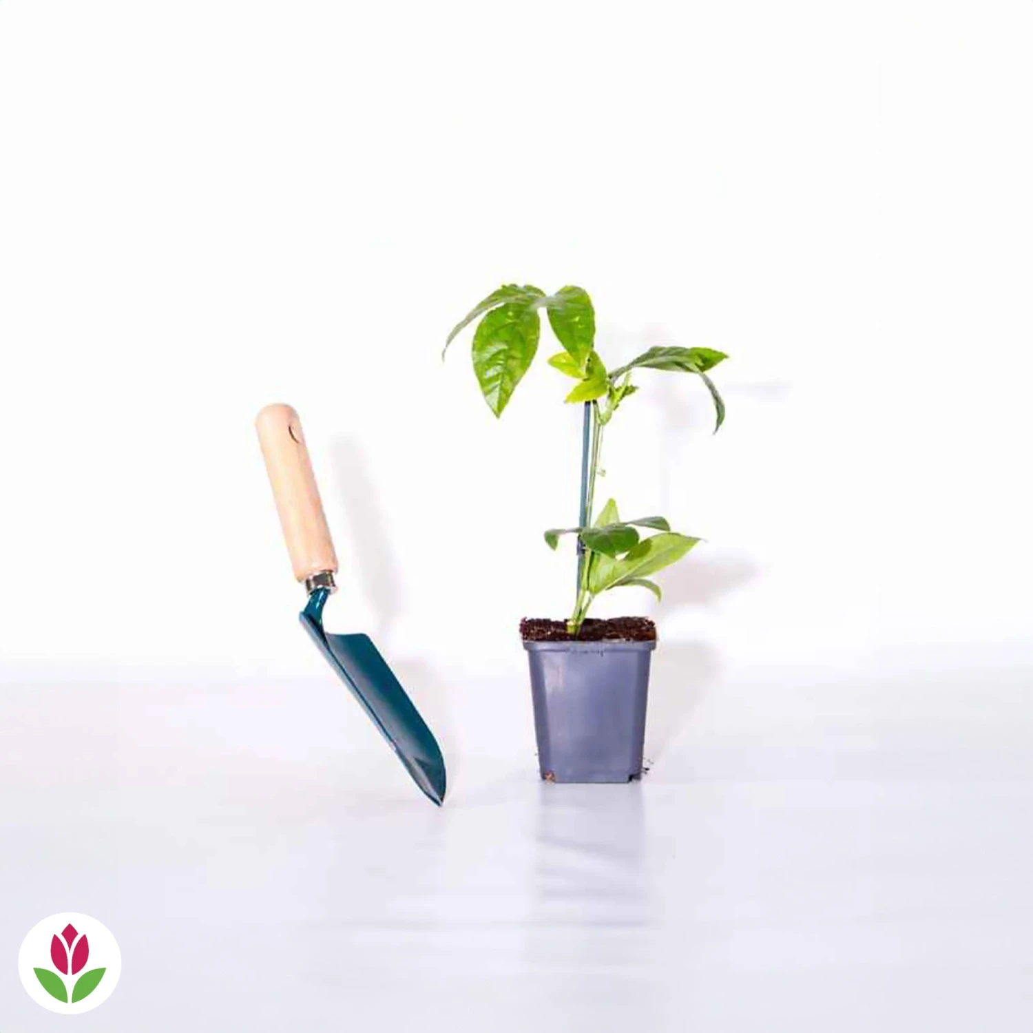 Fruit De La Passion Frederick 5 Fruit De La Passion Frederick – Image 5