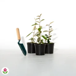 Eleagnus 12 Eleagnus -Tigeobleu Soldes Magasin 012633 wil qlh 012633 1 1705586506029