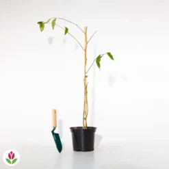 Stewartia 5 Stewartia -Tigeobleu Soldes Magasin 016503 wil qlh 100802 1 1706528370687