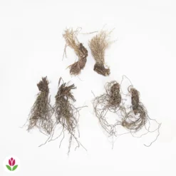 Collection De 6 Iris De Sibérie -Tigeobleu Soldes Magasin 017234 wil QLZ 017234 1 1707831311461