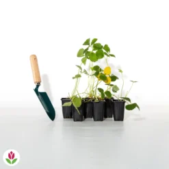 Fraisier Remontant Mariguette ® -Tigeobleu Soldes Magasin 017397 wil qlh 100863 3 1706531713435