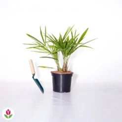 Palmier De Chine 5 Palmier De Chine -Tigeobleu Soldes Magasin 018382 wil qlh 018382 1 1705505765449