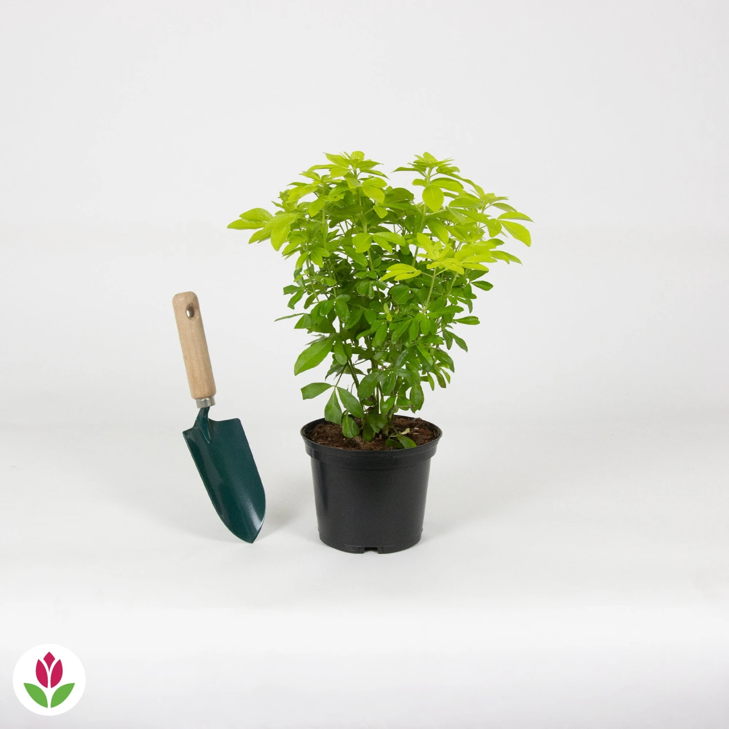 Oranger Du Mexique Doré 5 Oranger Du Mexique Doré – Image 5