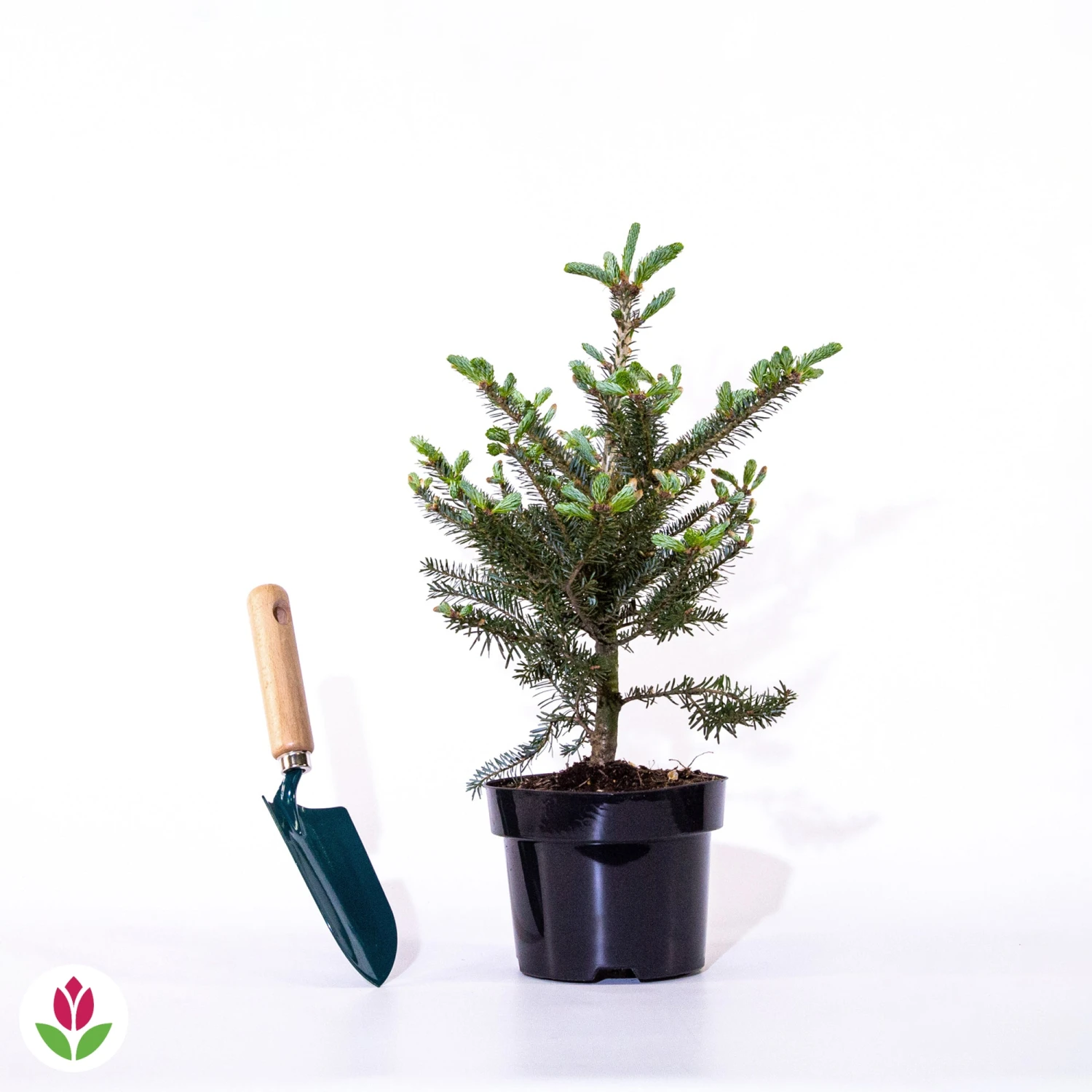 Sapin De Corée 4 Sapin De Corée – Image 4