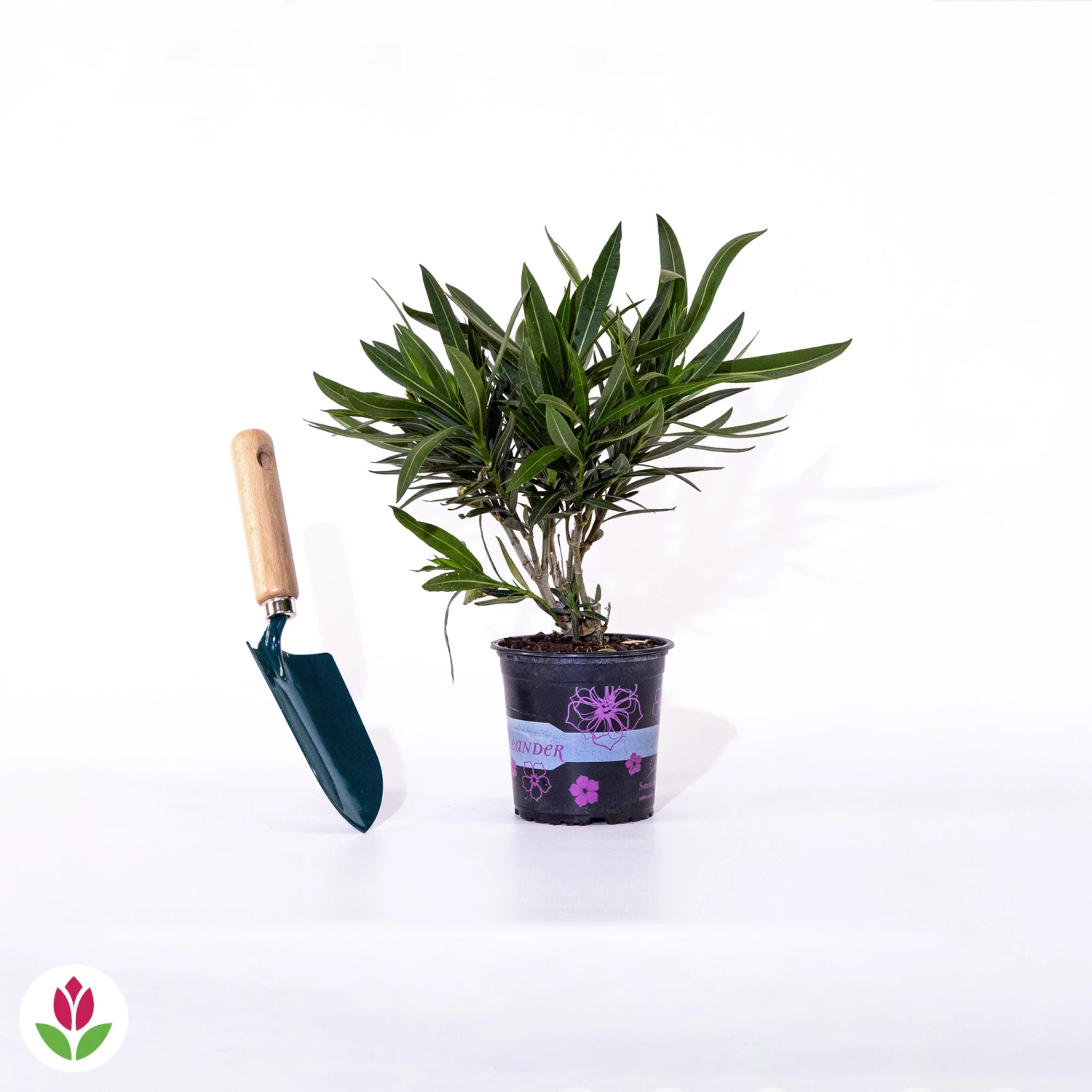 Laurier-rose Rouge 5 Laurier-rose Rouge – Image 5