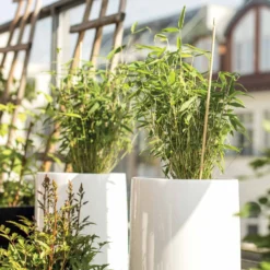 Collection De 3 Arbustes Pour Terrasse Et Jardin Japonais -Tigeobleu Soldes Magasin 023423 3 1705477906966