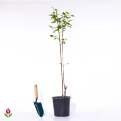 Erable Du Fleuve Amour -Tigeobleu Soldes Magasin 028202 wil qlp 028202 1 1705056924597