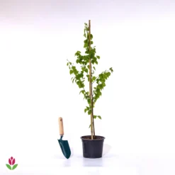 Bouleau Commun 7 Bouleau Commun -Tigeobleu Soldes Magasin 028208 wil qlp 103175 1 1705504230930