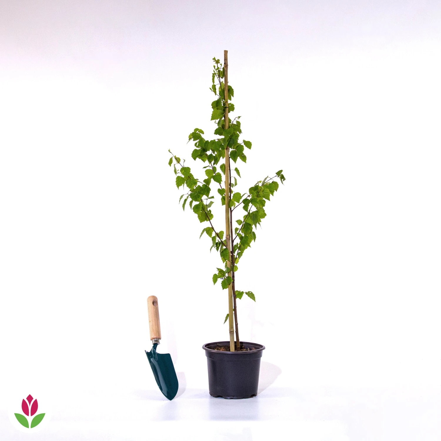 Bouleau Commun 4 Bouleau Commun – Image 4