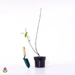 Pommier D'ornement Liset 13 Pommier D'ornement Liset -Tigeobleu Soldes Magasin 028221 wil qlp 103184 5 1706692228664