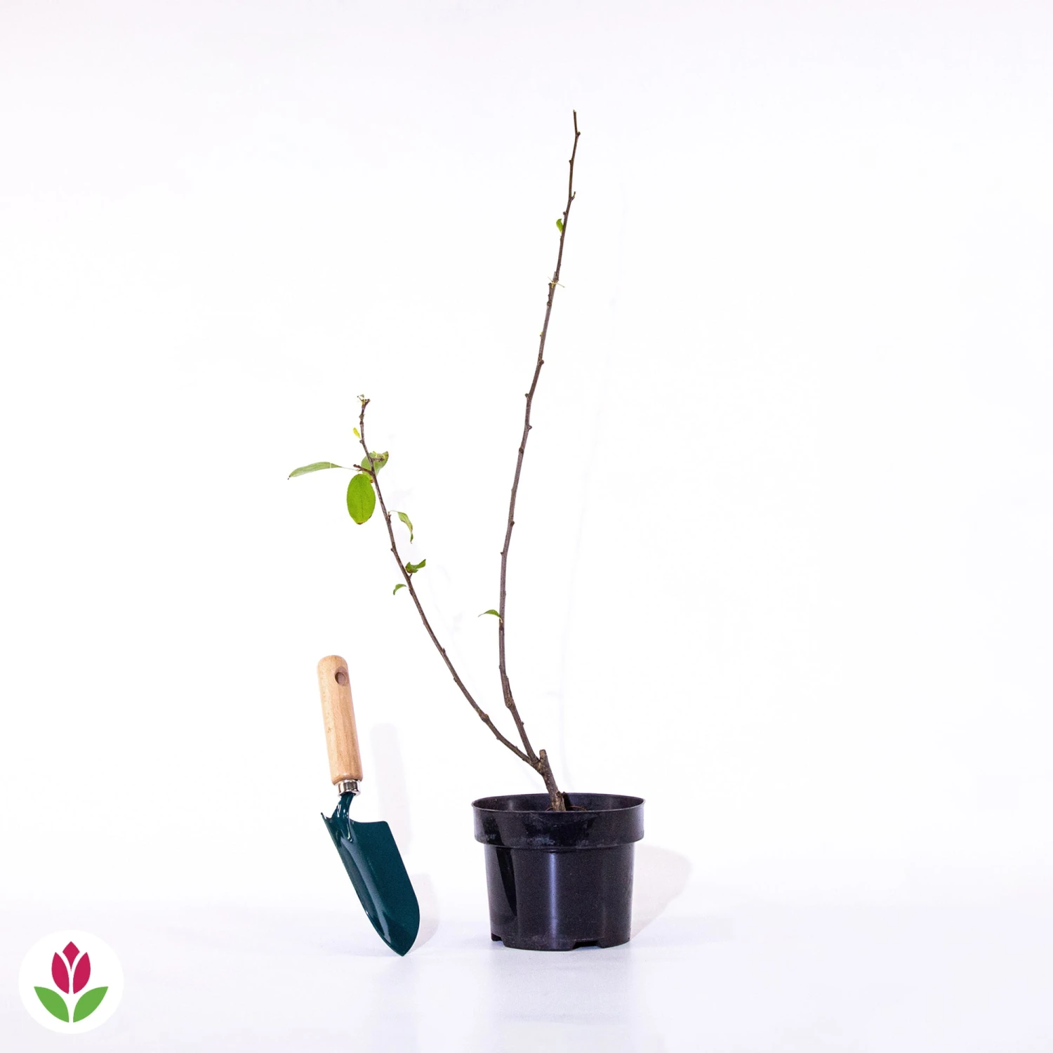 Pommier D'ornement Liset 7 Pommier D'ornement Liset – Image 7