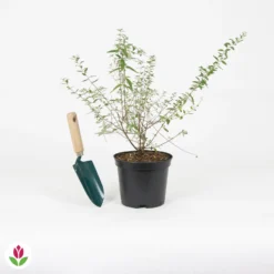 Arbre à Papillons Nain Unique -Tigeobleu Soldes Magasin 030751 wil QLA 030751 1 1704724361197