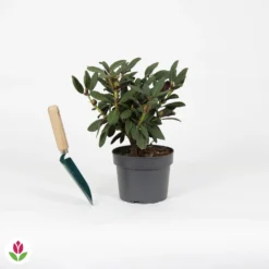 Rhododendron Wine & Roses -Tigeobleu Soldes Magasin 030760 wil QLZ 030760 1 1704726663134