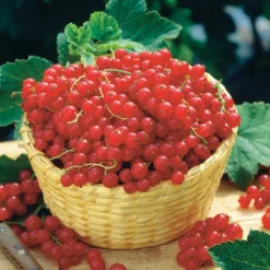 Groseillier Rouge Rovada 7 Groseillier Rouge Rovada -Tigeobleu Soldes Magasin 100397 4 scaled