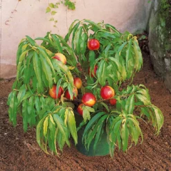 Mini-nectarine Morton