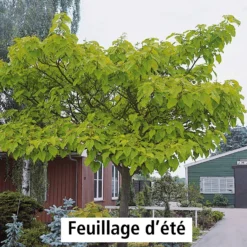 L'Arbre Impérial 7 L'Arbre Impérial -Tigeobleu Soldes Magasin 100812 3 1700059822542