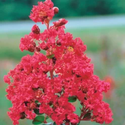 Lilas Des Indes Braise D'été ® Indybra