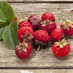 2 Fraisiers Framberry ®