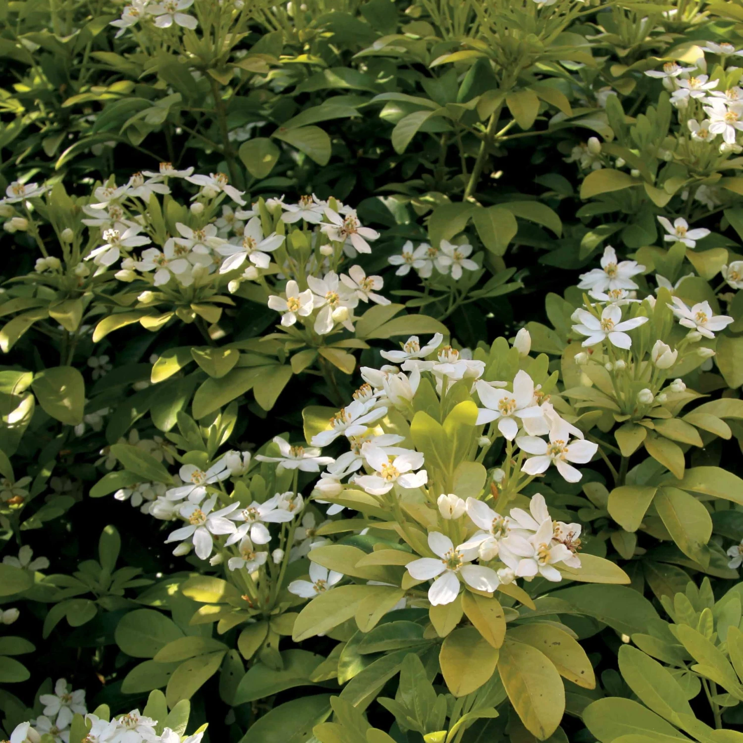 Oranger Du Mexique Doré 1 Oranger Du Mexique Doré