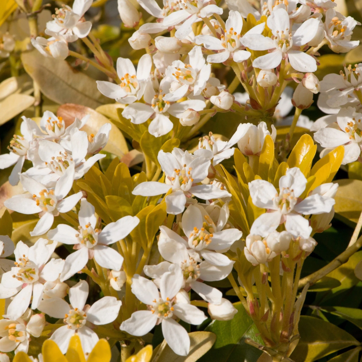 Oranger Du Mexique Doré 2 Oranger Du Mexique Doré – Image 2