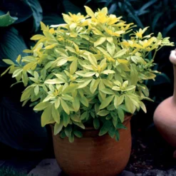 Oranger Du Mexique Doré 7 Oranger Du Mexique Doré -Tigeobleu Soldes Magasin 101068 3 1700230985387