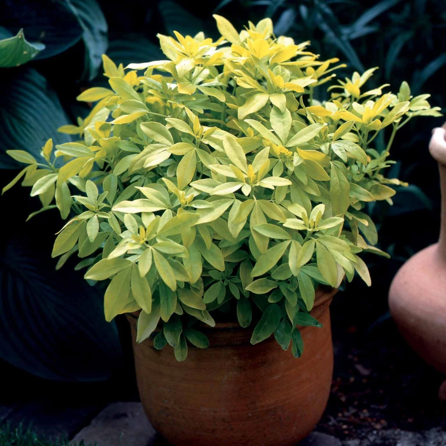 Oranger Du Mexique Doré 3 Oranger Du Mexique Doré – Image 3