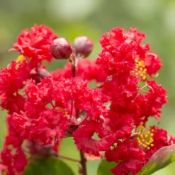 Lilas Des Indes Rouge 11 Lilas Des Indes Rouge -Tigeobleu Soldes Magasin 101072 3 1706102229533 scaled