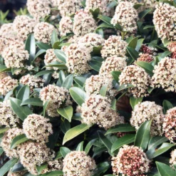 Skimmia Du Japon