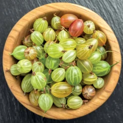 Groseillier à Maquereau Invicta