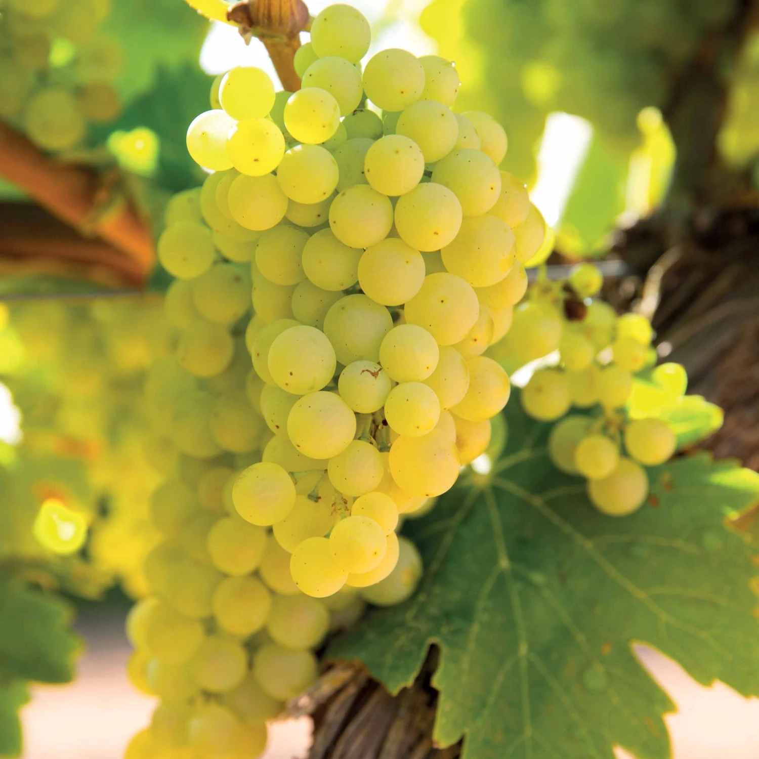 Vigne Vroege Van Der Laan 1 Vigne Vroege Van Der Laan