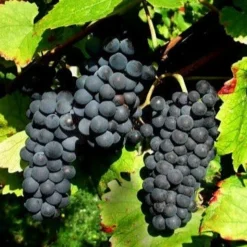 Vigne Pinot