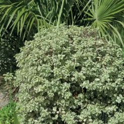Pittosporum Tenuifolium Variegatum