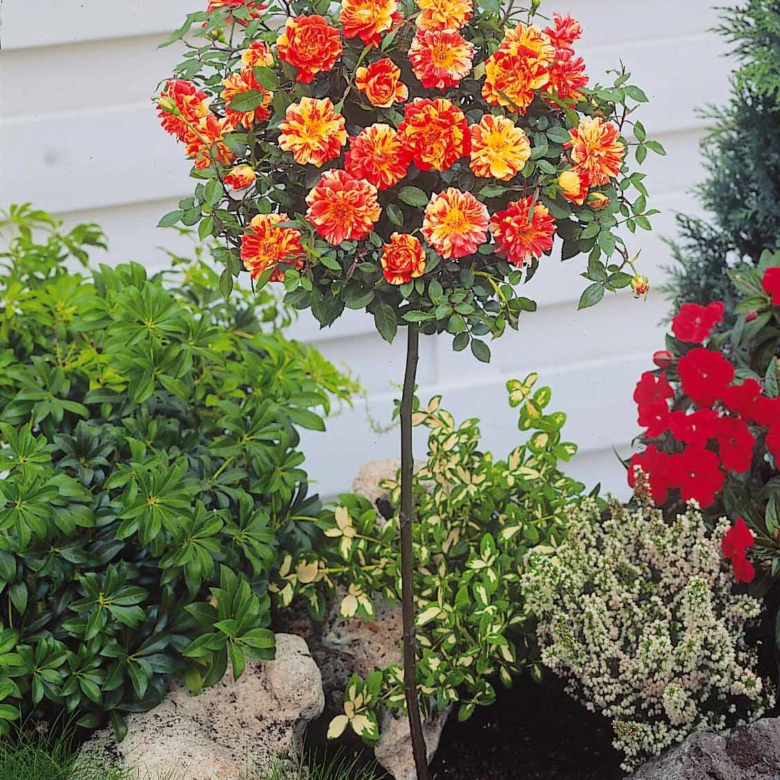 Collection De 2 Mini-rosiers Sur Tiges Armida Et Mousha 3 Collection De 2 Mini-rosiers Sur Tiges Armida Et Mousha – Image 3