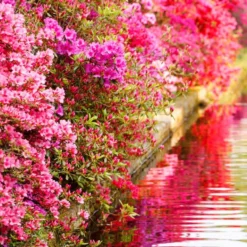 Collection De 3 Azalées Du Japon -Tigeobleu Soldes Magasin 104049 3 1700063413987