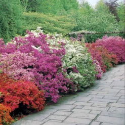 Collection De 3 Azalées Du Japon