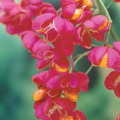 Collection Haie Aux Oiseaux -Tigeobleu Soldes Magasin 104606 3