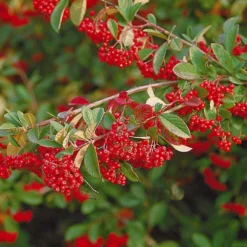 Collection Haie Aux Oiseaux -Tigeobleu Soldes Magasin 104606 6