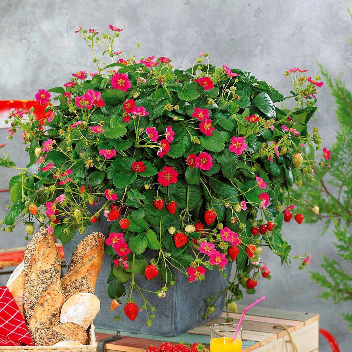 3 Fraisiers Remontants à Fleurs Roses Toscana 1 3 Fraisiers Remontants à Fleurs Roses Toscana