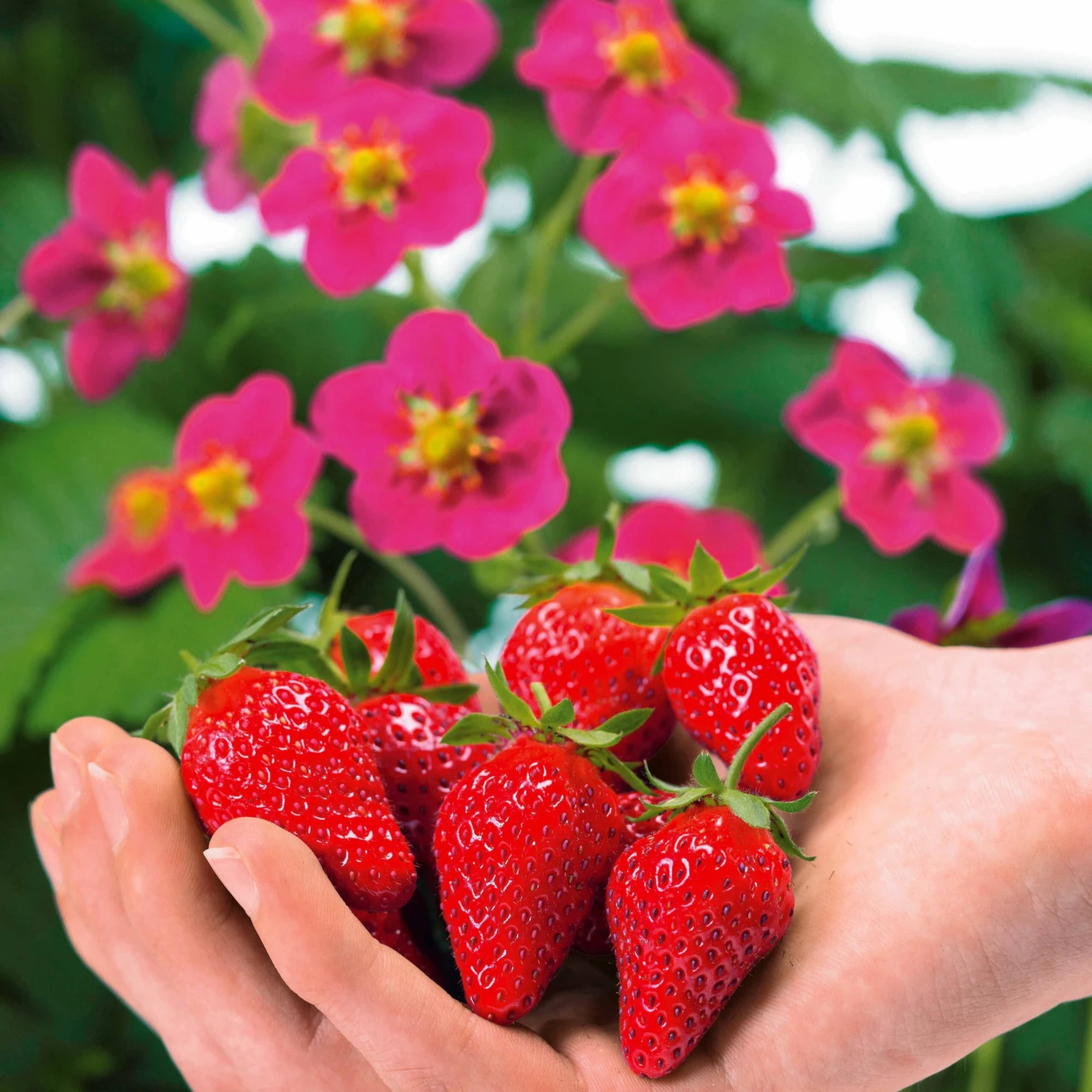 3 Fraisiers Remontants à Fleurs Roses Toscana 2 3 Fraisiers Remontants à Fleurs Roses Toscana – Image 2