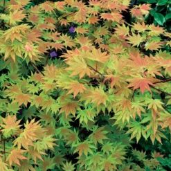 Erable Du Japon Rêve Orange -Tigeobleu Soldes Magasin 38616 6