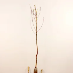 Prunier Reine Victoria -Tigeobleu Soldes Magasin 63230 10 scaled