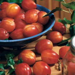 Prunier Reine Victoria -Tigeobleu Soldes Magasin 63230 2 scaled