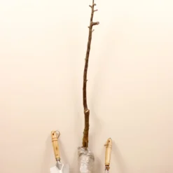 Prunier Reine Victoria -Tigeobleu Soldes Magasin 63230 7 scaled